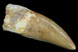 Serrated, Carcharodontosaurus Tooth - Real Dinosaur Tooth #127175-1